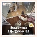 카페조이(cafe Joe) | 홍대고양이카페 홍대입구데이트 고양이멀티카페 마오, 비오는날 실내 데이트 후기