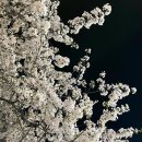 (주)해동크린 | 케이펫페어 강남 세택SETEC 방문후기 (2022/4-8~10)