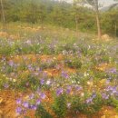 무등산 농원 이미지