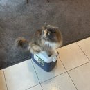 23 Feb ~ 16 Mar : A happy life in one&#39;s new place🏡(feat. kitty🐱)