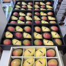 만월청과 이미지