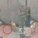천사캣 이미지