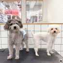 펫존&견생컷 네이버블로그