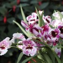 밀토니아(miltonia)