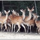 와룡사슴농장 이미지