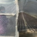 임금농장 이미지