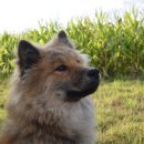 광주24시스카이동물메디컬센터 이미지