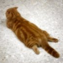 이쁜멍멍이 이미지