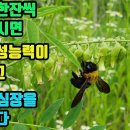 고삼-심장박동이 불규칙하고 심혈관이 막혀가는 심장질환에 탁월하며 여성의 성능력을 크게 높여주는 효능이 검증된 약초!! 빠진머리가 다시나 이미지