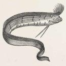 ​미스터리한 물고기 목격, 과학자들의 호기심을 자극하다 이미지