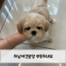 하남애견분양 뿌듯하네요
