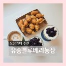 유송블루베리농장 이미지
