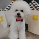 아담스펫살롱 이미지