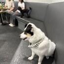 꽃길걷개 이미지