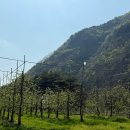 양구농장 | 양구수목원 근처 카페 위러스틱 사과농장