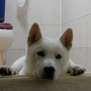 몽구