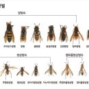 말벌 주의 이미지