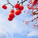 홍시 - 고양시 일산동구 일산로 284 | 홍시