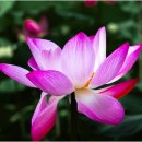 세미원둘레길 (박영형운영자님리딩) 26 7 12 (연꽃만) 이미지