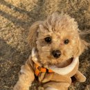 진도호시 이미지