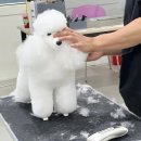 안양애견 이미지