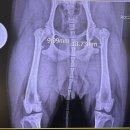 본 동물메디컬센터 외과동물병원 이미지