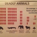 Hippos.. 이미지