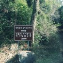 선흘리 백서향 및 변산일엽군락 이미지