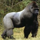 고릴라(Gorilla) 이미지