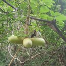 장석농장 이미지