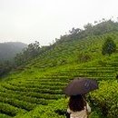 차밭매점 이미지