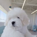 블레스펫