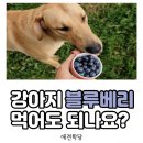 애견학당펫푸드전문학원 이미지