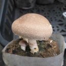 <#왜그럴까_시리즈> 표고버섯 재배형태에 따라 유전자특성도 다르다? 이미지