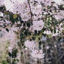 선흘 그곳 이미지