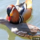 원앙