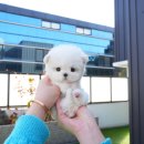 부산강아지분양 테디럽 명지본점 이미지