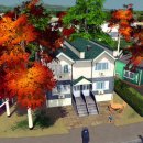 White Birch_Fall RedOrange (Tree) 이미지