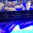 생생통삼겹 이미지