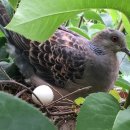 강대농장 이미지