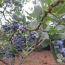 산막골 농장 이미지