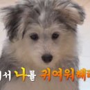 동물농장 이미지