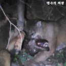 타이라(Tayra) 이미지