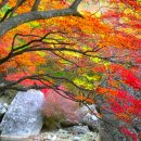 지리산 풀잎