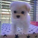 아이러브독 강아지분양 부천점 이미지