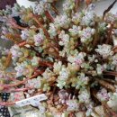 블루빈스 이미지