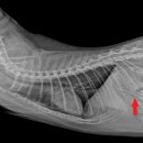 브이동물메디컬센터 이미지
