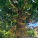 2024년7월16일 화요일 출석부(기억) 이미지