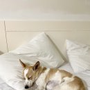 아쇼카 펜션 이미지