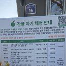 야호농장 | [체험후기]제주도 봉봉감귤체험농장_실내 하우스 감귤따기_레드향